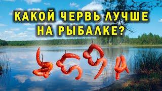 ЧЕРВИ. Какой червь лучше для рыбалки.