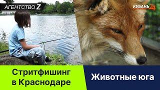 Стритфишинг в Краснодаре | Животные юга | Агентство Z