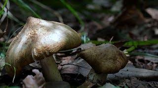 It’s fungus season again! The ultimate delicious food from the mountains - Chickenfir Oil. | Li Ziqi