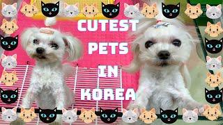 CUTEST Pets in Korea| Korean Pet Shops Vlog