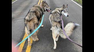 Wolf Dog Tail Talk Body Language With The Tails And Who Is In Charge or Submissive Does Size Matter?