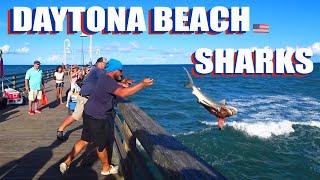 Daytona Beach Florida Pier: Sharks Are Everywhere!