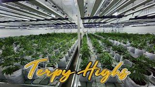 Building a 300 LIGHT COMMERCIAL GROW FACILITY!!! PART 1