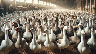 Chinese Farmers Raise Hundreds Of Millions Of Lion Head Goose - Farming Documentary