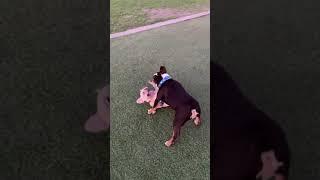 Ensō my | English bulldog | fight to death | against a | French bulldog | 