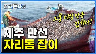 배만 떴다 하면 만선! 1톤 그물을 꽉 채울 만큼 잡히는 '제주 자리돔'ㅣ된장 푹 찍어 먹으면 그 맛이 일품인 제주 전통 봄 제철 별미ㅣ낚시 후 선상만찬ㅣ극한직업ㅣ#골라듄다큐