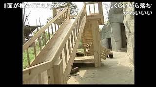 日本人看中国的大熊猫the Japanese look at the giant panda