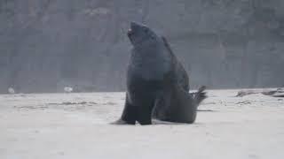 Sea lion fight New Zealand