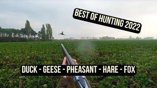 BEST OF SMALL GAME HUNTING 2022 - Ducks - Pheasants - Hares - Fox - Geese - compilation