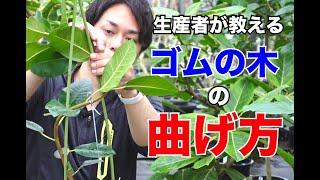 生産者が教えるゴムの木の曲げ方【観葉植物】【フランスゴム】【ウンベラータ】