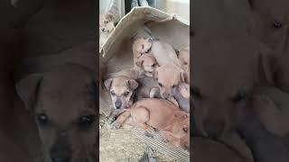 PUPPIES! #shortvideo #baby #cute #shortvideo #shorts #shortfeed #puppies #puppy #short #shortsviral