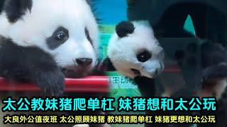 11月11日 太公陪妹猪玩，教妹猪爬单杠，不过妹猪一直想追太公玩#panda #판다 #大熊猫 #大熊猫妹猪