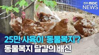 25만 사육이 '동물복지'? 동물복지 달걀의 배신 | 전주MBC 240506 방송