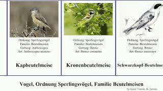 Vogel, Ordnung Sperlingsvögel, Familie Beutelmeisen bird tit Passeriformes Graubeutelmeise Chris