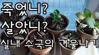 수국 베란다에서 죽이지않고 겨울나기 /수국 한겨울 실내에서 이렇게 관리하세요