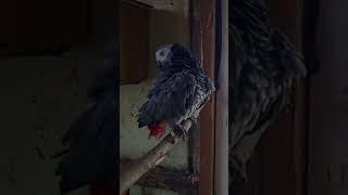 African Grey Parrot’s Hilarious Toy Chatter!"#birdfun #parrotsocial #cutetoys