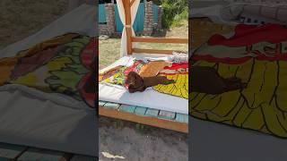 Собака-подозревака ️