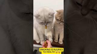 CAT LOVER  cat smoking a cigarette #cat #catlover #pets #petlover