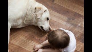 Pet Friendly Floors from 50 Floor