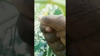 How to grow  tomato  plants at home #bollywood #song