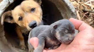 A stray dog  mom led me through the forest and found her starving puppies. 