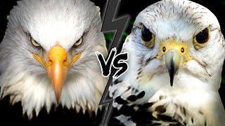 EAGLE vs FALCON - Who Would WIN This Fight?