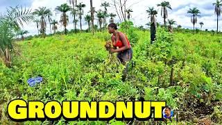 FRESHLY HARVESTED GROUNDNUT At Triple-A's Farm -  Episode 12 - Farming In Sierra Leone