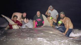 Massive 1000lb+ Hammerhead Shark Caught From Beach !