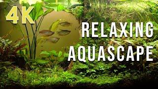 Beautiful relaxing natural aquascape in 4K (16:9) with nature sounds  fish tank  aquarium