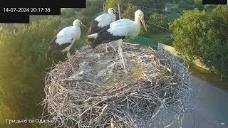 ЛЕЛЕЧЕНЯТА ПОВЕРТАЮТЬСЯ ЛЕЛЕКА БІЛИЙ. ПИРЯТИНСЬКИЙ УКРАЇНА 14-7-24-WHITE STORK. PYRYATINSKY UKRAINE