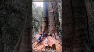 This Chinese man made a mistake by cutting such a big tree #viral #shortsfeed