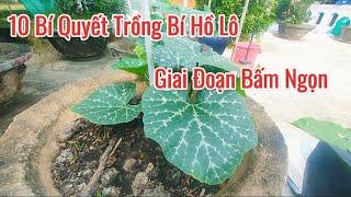 10 Bí Quyết Bấm Ngọn Bí Hồ Lô – Giúp Cây Sai Quả, Nhanh Thu Hoạch