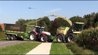 Maïs 2024 | 3x Steyer tractors met Krone TX460 silagewagen | Krone 630 | Munsters | Maize harvest