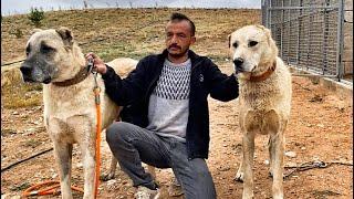 WHITE COLOUR KANGAL SHEPHERD DOG