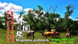 中国最著名的皇家猎苑 — 河北省承德坝上木兰围场  The Qing Dynasty Royal Hunting Grounds China — Magnolia paddock