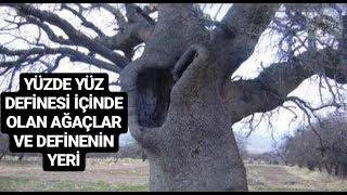 DEFİNE İŞARETİ AĞAÇ VE DEFİNENİN BULUNDUĞU YER,HANGİ AĞAÇLARDA DEFİNE VARDIR KESİN ÇÖZÜMÜ