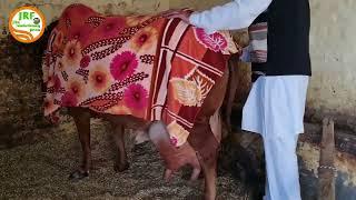 5 star #Sahiwal #breed Cow.Trailer Video Full Video coming Soon..