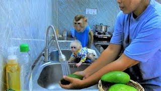 WELL-MANNERED!! Sovan & Kobie Sit Very Obediently Waiting Mom To Clean Mangoes For Them To Eat ,