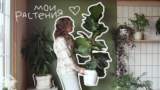 URBAN JUNGLE: мои растения и уход за ними