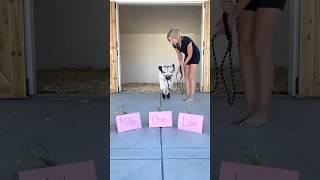 Baby cow chooses her forever name! #shorts