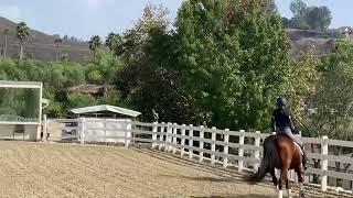 Teaching the tense horse to be relaxed, dressage basics