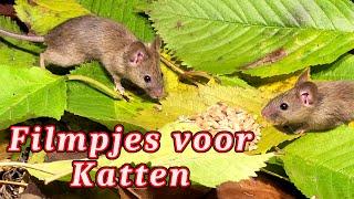 Muizen Voor Katten - Vogels Voor Katten