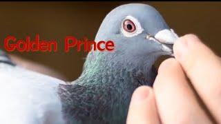 Pigeon 11:Golden Prince