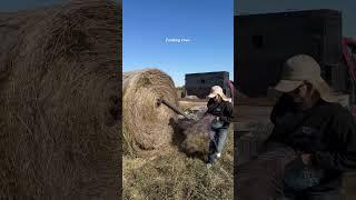 I love this set of first and second calvers #agtalkwithalex #cattlerancher #rancher