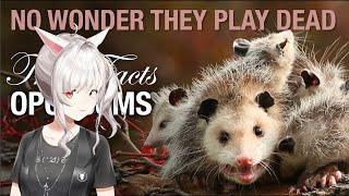 True Facts: Not-Dead Opossums and Their Weird Defenses || Ze Frank react