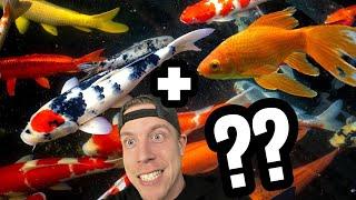 Keeping Goldfish and Koi Fish Together?