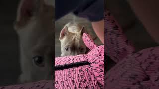 Голубой АМСтафф | Stafy. Еще одна игрушка закончена.