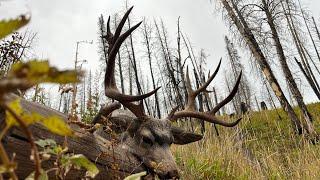 Hunting high country Wyoming mule deer. Region G or H part 1