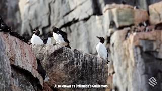 Thick-billed Murres on the Alkefjellet Cliffs, Svalbard