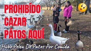 FUÍMOS A DARLE COMÍDA A LOS PATOS AL PARQUENo Esperabamos Esta Pelea Por Comída/Maymont Park